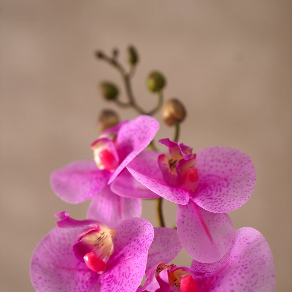 Grevia Orchids Flower Purple 100Cm (Vase Not Included) - Image 4